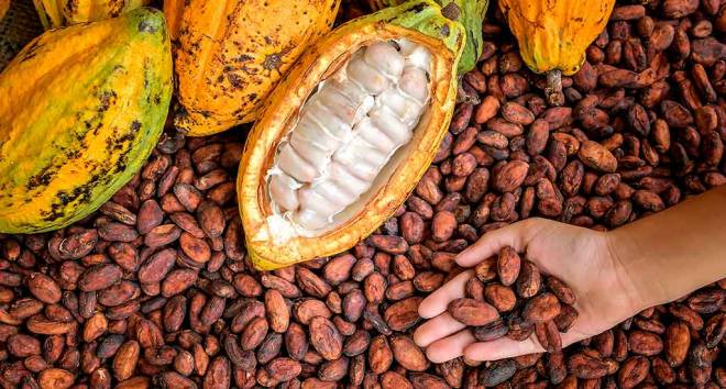 National Quality Cocoa Contest: Producers from Piura - Peru win in fourteenth edition