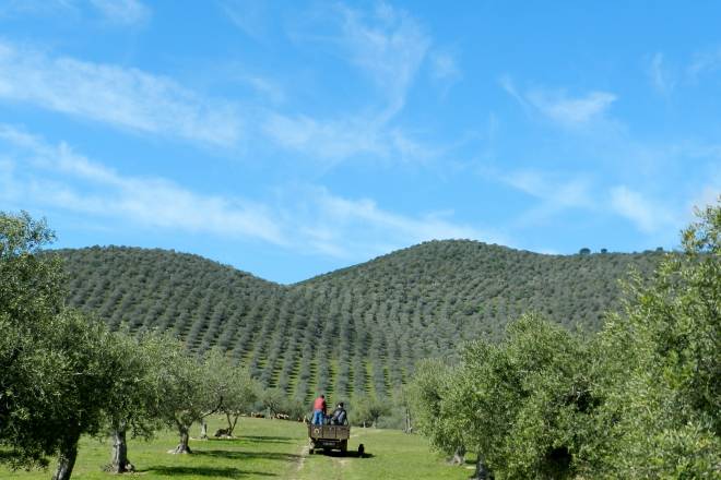 Olive groves and olive oil