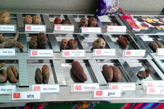 Types of peruvian potatoes 