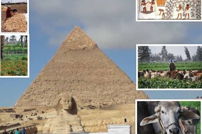 Pyramides and agriculture