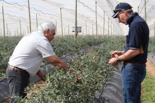 Blueberries produced under netting - one of the fastest growing fields of agriculture