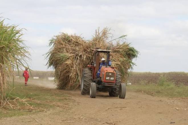 Harvested cane on route to the mills