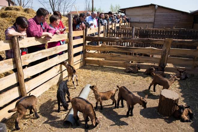 On a goat farm