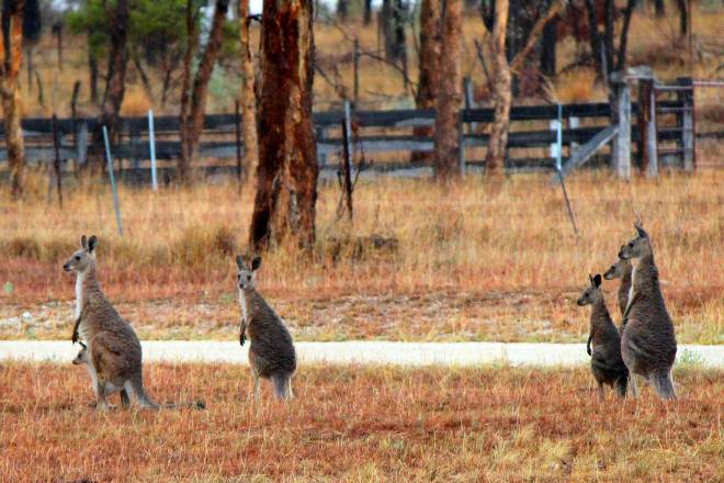 Kangaroos - Australia