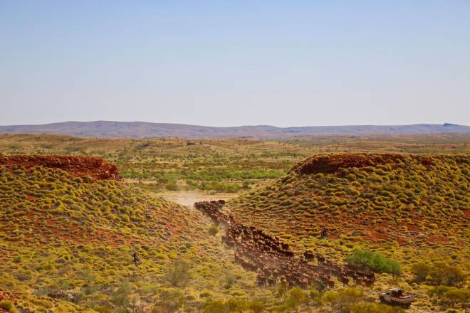Cattle - Pilbara region - northern Western Australia