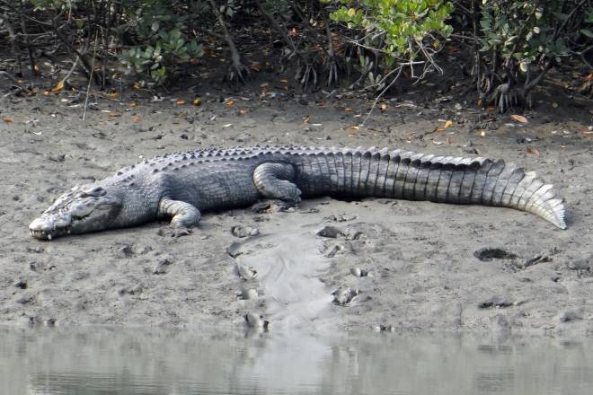 Saltwater Crocodile - Northern Australia