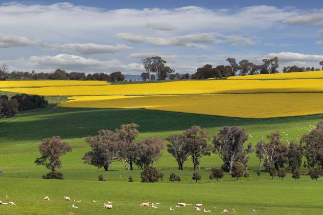 Sheep and canola - New South Wales