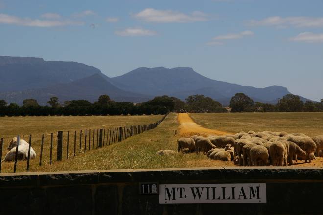 Sheep at Mt William - Victoria