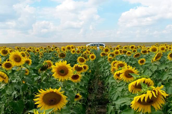 #1 producer and exporter of sunflower seeds & sunflower oil
