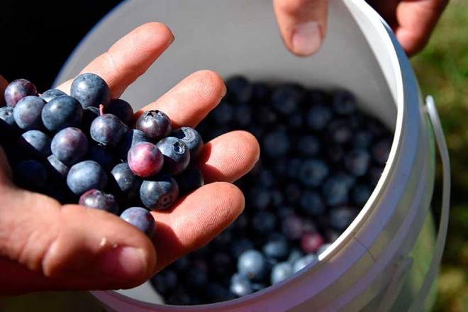 Peru is the world’s leading exporter of blueberries and the United States accounts for 50% of blueberry exports.