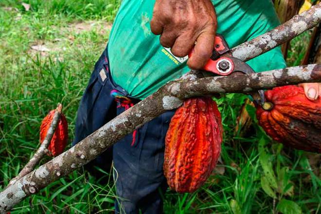 Piura and its committed producers have once again demonstrated the quality of their cocoa