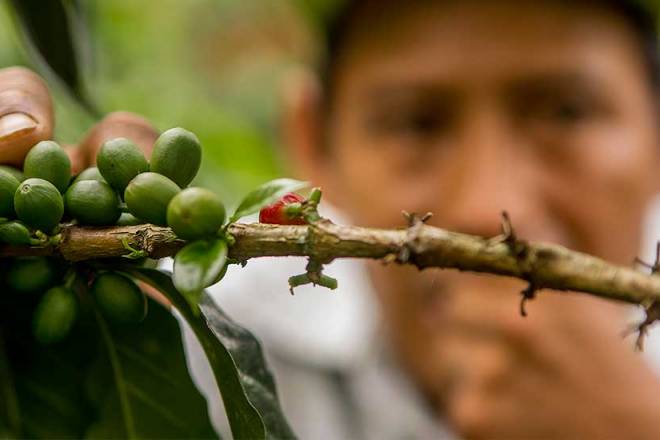 Organic coffee production is developed in more than 95,600 certified hectares in 13 regions of Peru.