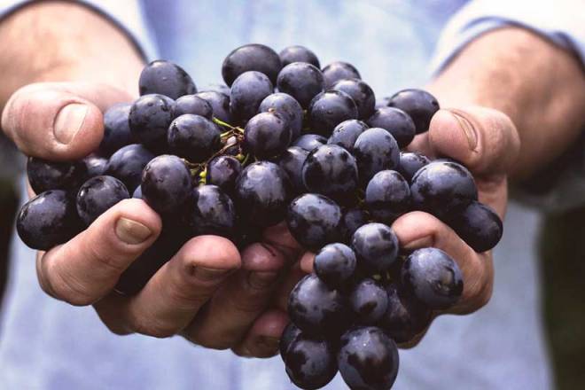 fresh grapes US$ 439 million (increase of 23%)