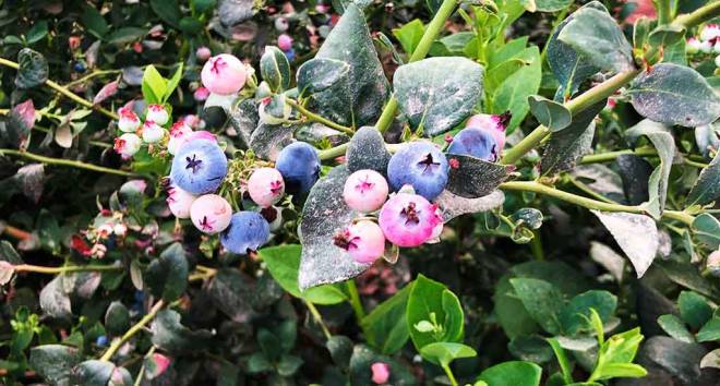 Peru would have become the world´s largest exporter of blueberries