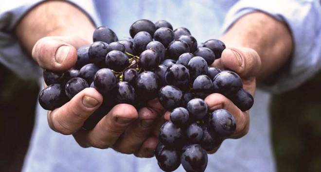 Grape, mango and citrus exports boosted agro-exports between January and July this year