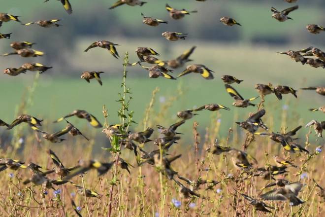 Goldfinches flocking