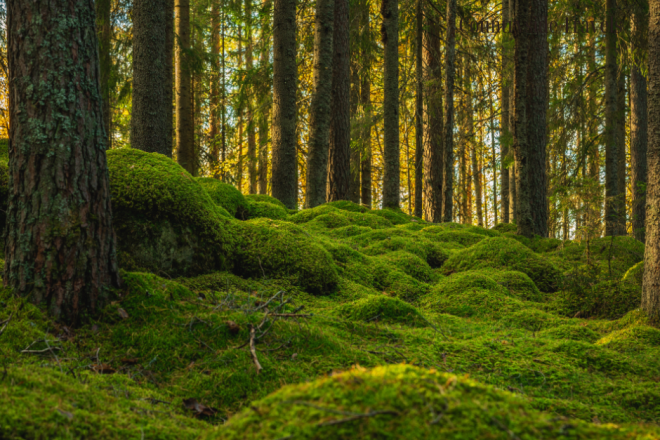 Sweden’s coniferous forests cover large parts of the country, providing vital resources and habitats while shaping the iconic Nordic landscape.
