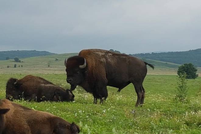 Bison farm 