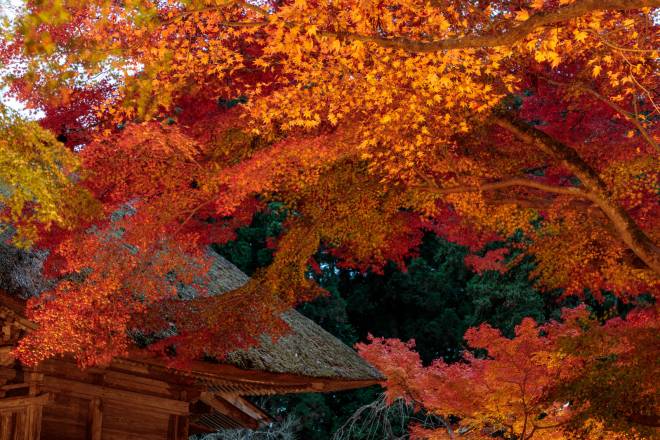 Colored leaves with temple