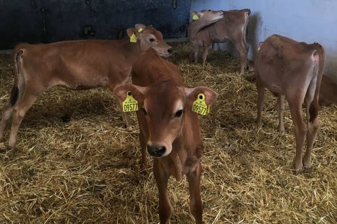 Cow babies in Denmark