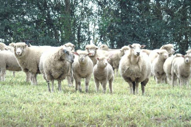 Devon Sheep Farm