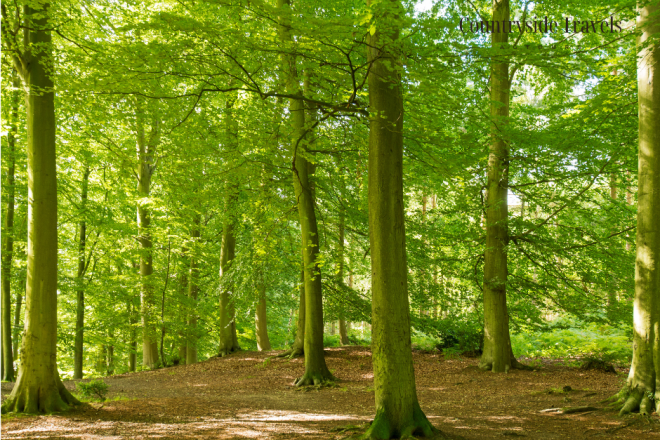 Sweden’s coniferous forests are increasingly mixed with deciduous trees, creating more diverse woodlands and richer habitats for wildlife.