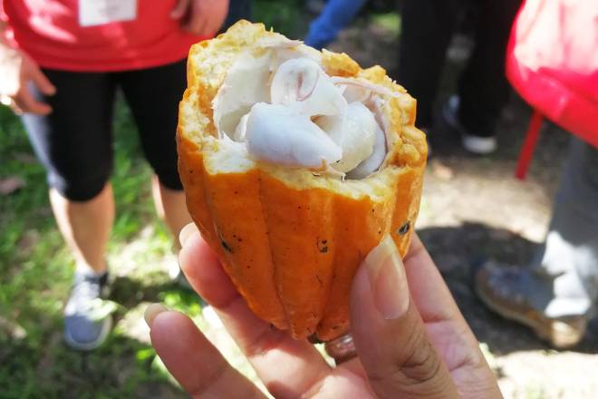 COFFEE AND COCOA ROUTE - El Mangal Peru