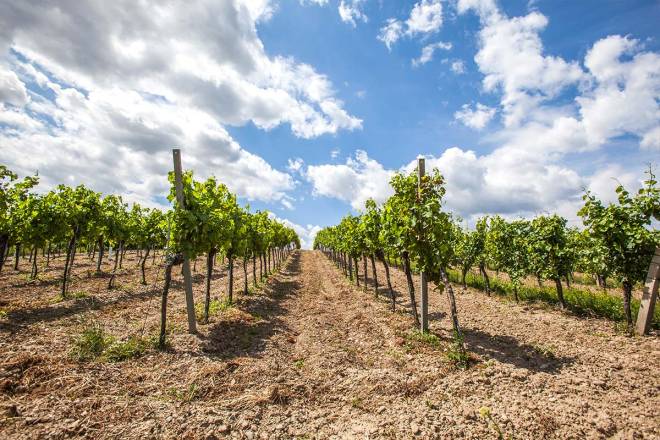 WINE TOUR - Ica, Peru