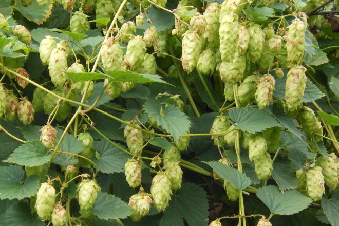 Hops and cereals for beers
