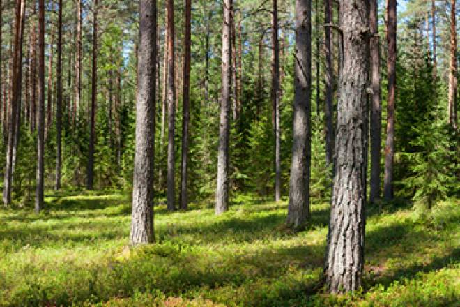 Forestry Tour Slovakia