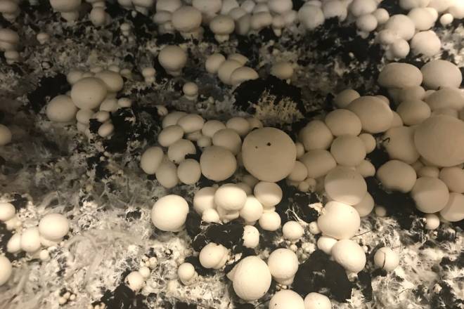 Agriculture tour in Croatia, Bosnia i Herzegovina and Montenegro