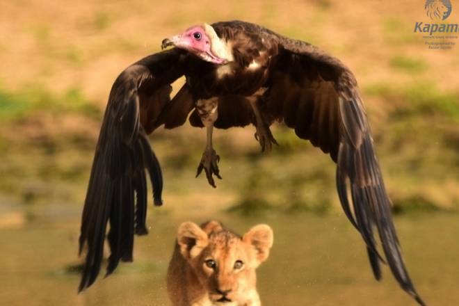 Lappet faced Vulture