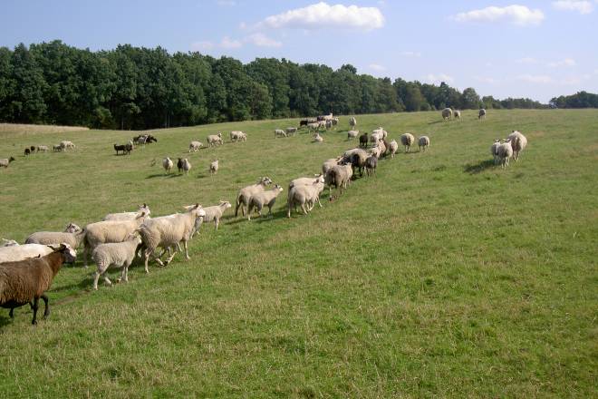 Sheepfarming is a growing agri-branch in Sweden