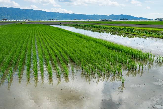 Rice field in April-June