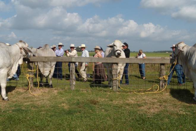 Cattle Visit Farm Tour USA