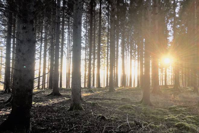 Forest tour in Sweden