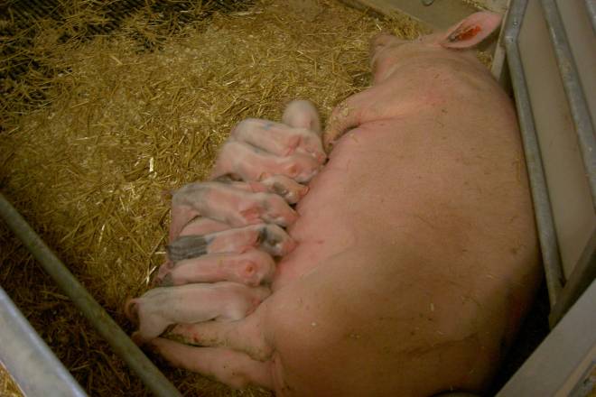 Pigfarming in Sweden has a long experince of high standard animal welfare