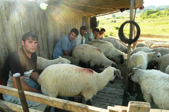 Manual sheep milking
