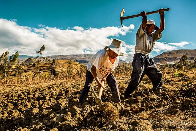 Ancient Peruvian Agriculture